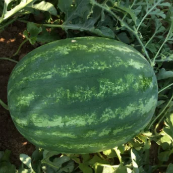 
Red Flesh Hybrid F1 Watermelon Seeds for Planting 