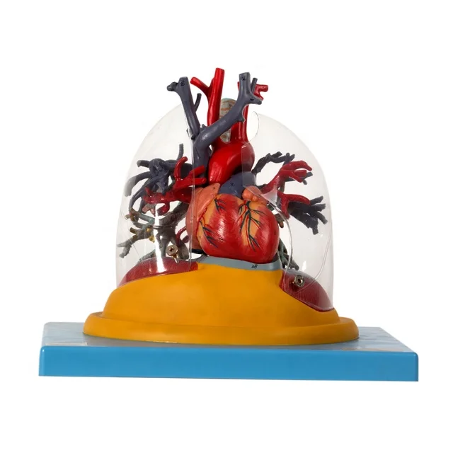 GD/A13013 Transparent Lung, Trachea and Bronchial Tree with Heart Anatomical Model