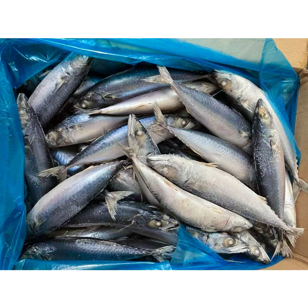 Frozen carton mackerel fish kosher frozen altlantic mackerel fish frozen pacific mackerel price