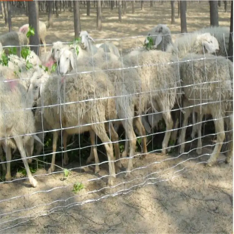 Fixed knot woven wire field fence roll goat hog fencing wire mesh Galvanized Sheep cattle game wire Farm Fence