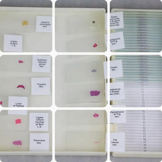 50 slides of medical science human teeth oral pathology prepared for university standards