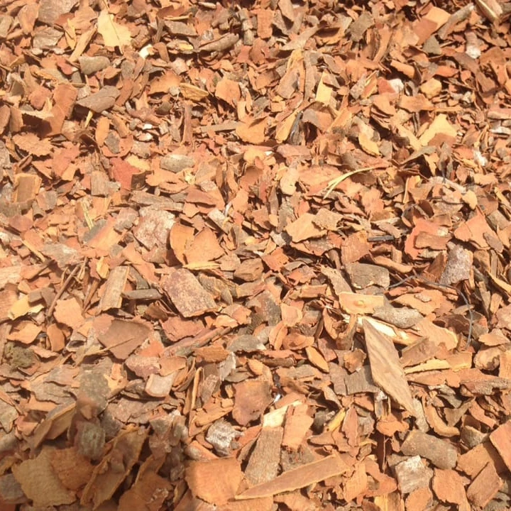 
BROKEN CASSIA PRICE IN VIETNAM KABC, KBBC 