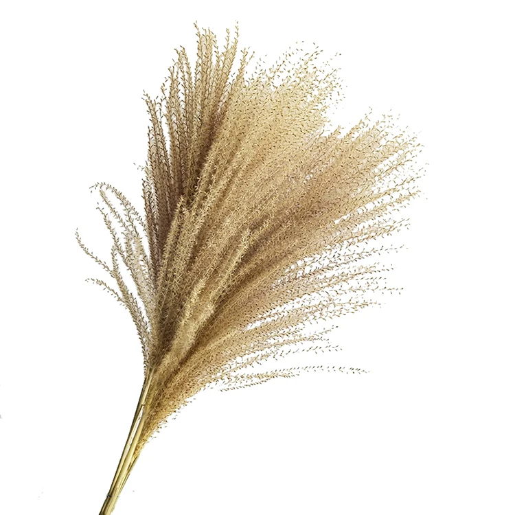 horsetail whisk grass wild style small pampas grass flower dry wedding decoration boho dried flowers horse tails grass