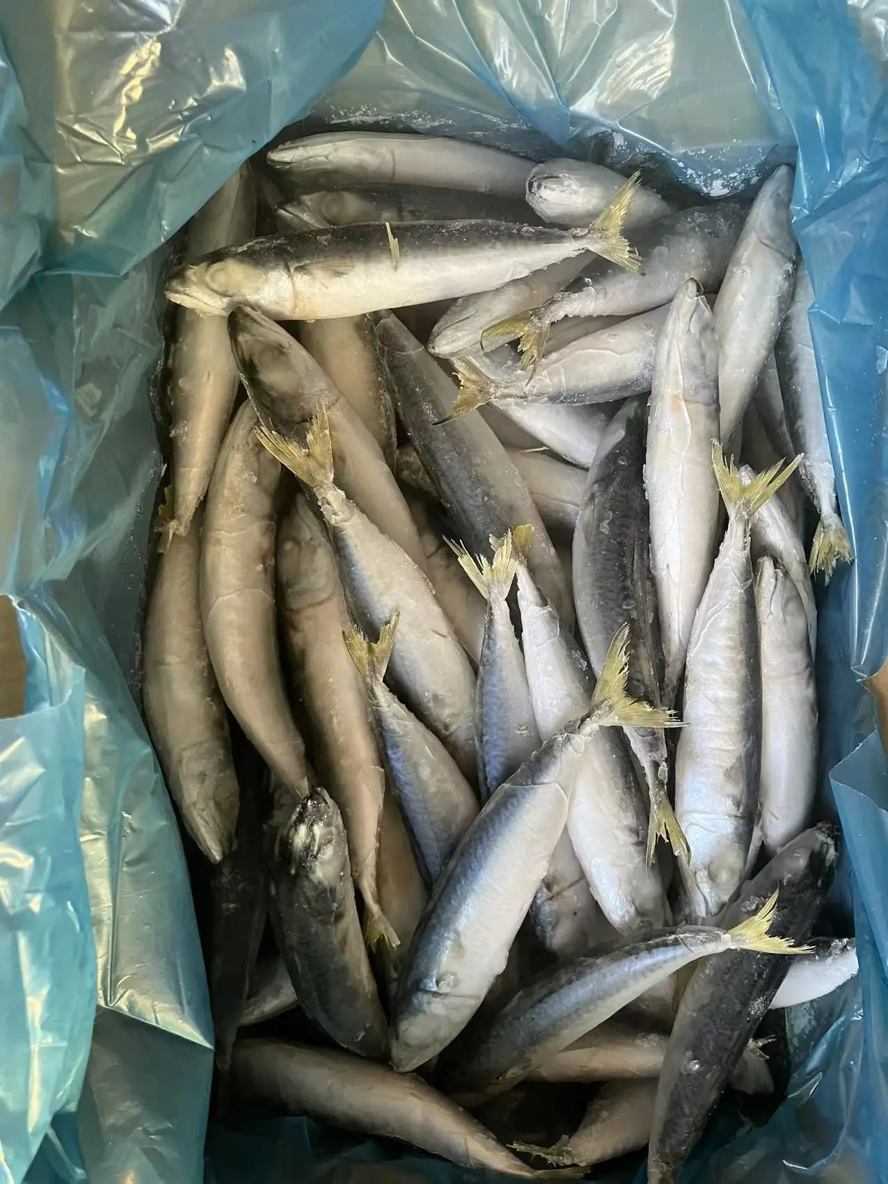 New catching frozen pacific mackerel Atlantic mackerel IQF sea frozen land frozen mackerel fish Chinese seafood