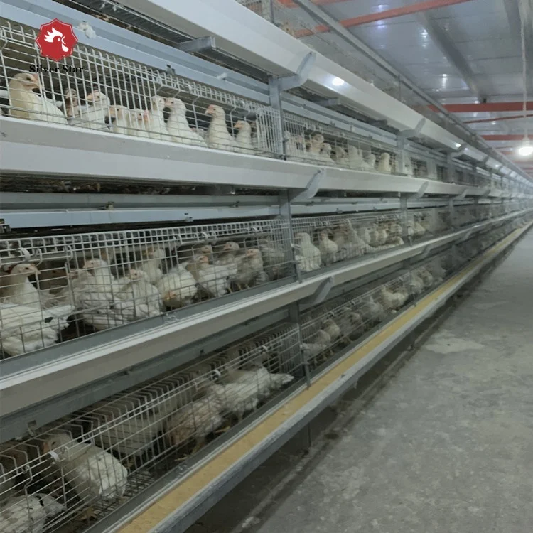 Broiler poultry feeding used automatic h type chicken broiler cage