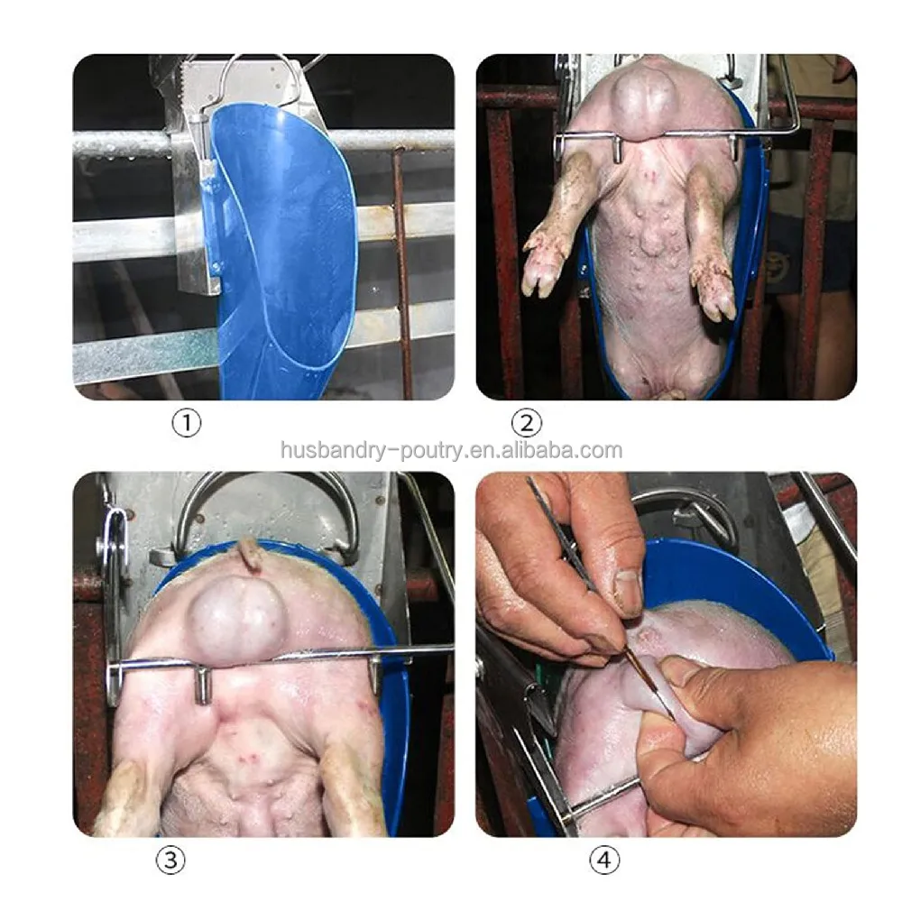 Piglet castration tool of Stainless steel pig equipments with Colourful plastic cement