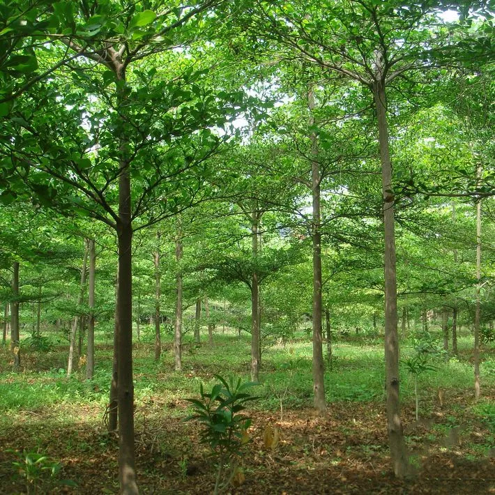 
2021 New Improved Trees Seeds Terminalia Mantaly Tricolor Seed For Sale 