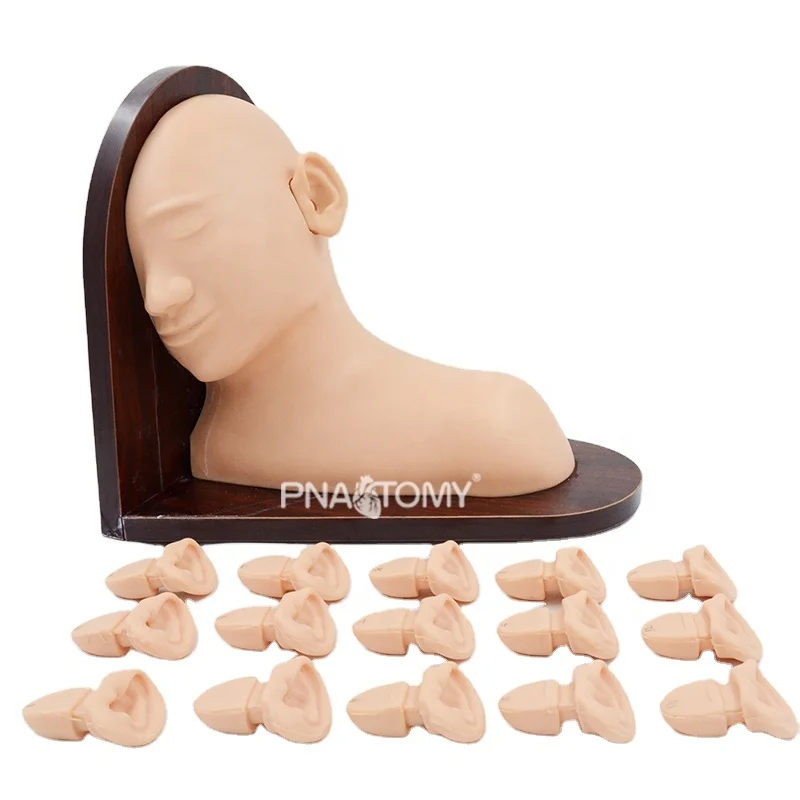 Advanced Ear Inspection Simulator Human Head Manikin Anatomical Model Teaching Resources Medical Science Educational Equipment