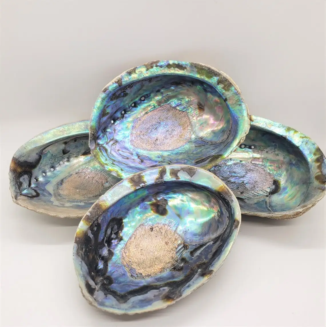 wholesale 5 inch New Zealand abalone shell burning sage abalone shells crafts