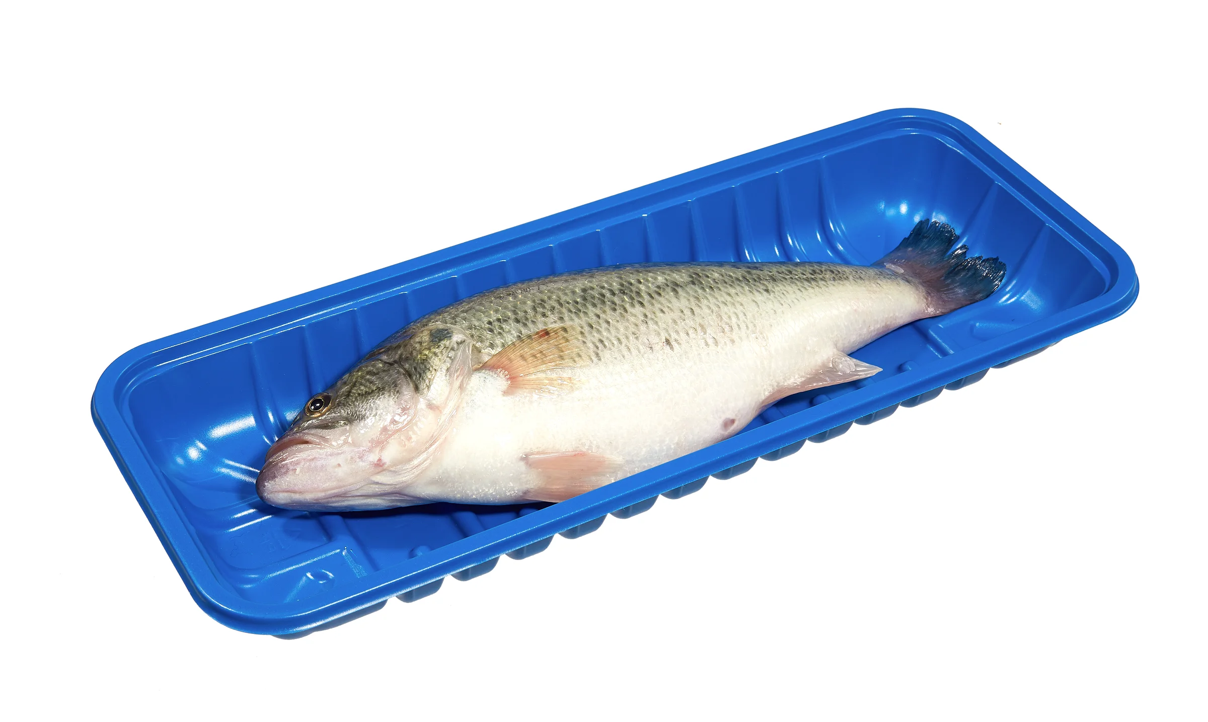 Blue color Blister PP Plastic Packaging Disposable Packing Fish Display fresh-keeping blister packaging Meat Tray