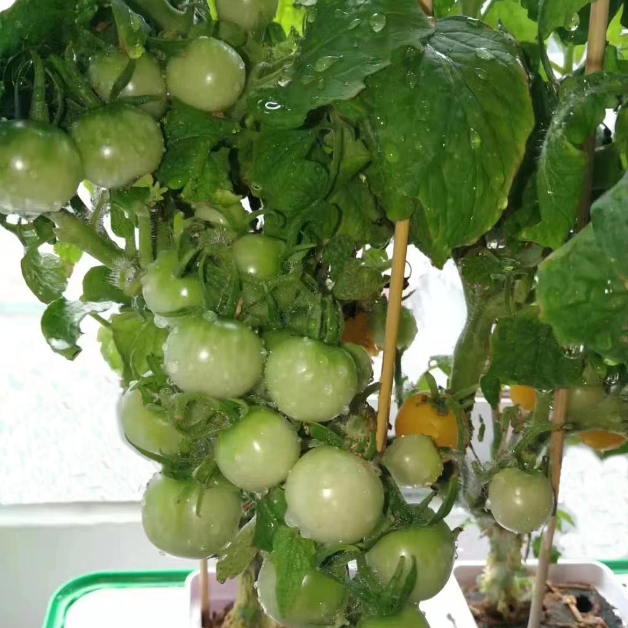 complete hydroponic growing systems hydroponic rock wool cubes for lettuce growing complete hydroponic growing systems