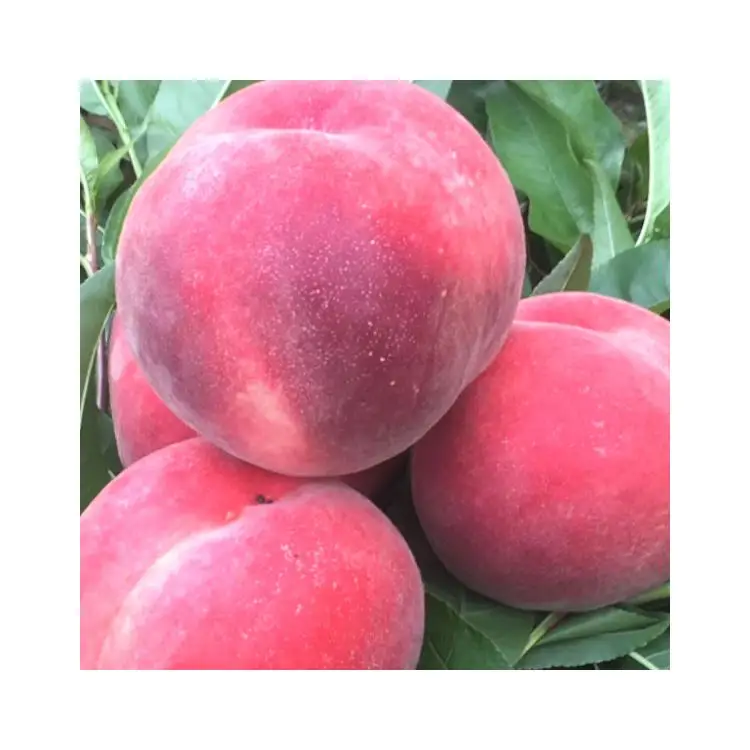High Grade fruit large shape sweet Cangfang fresh peache