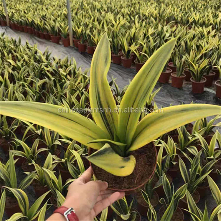 
 Все типы растений sansevieria snake  