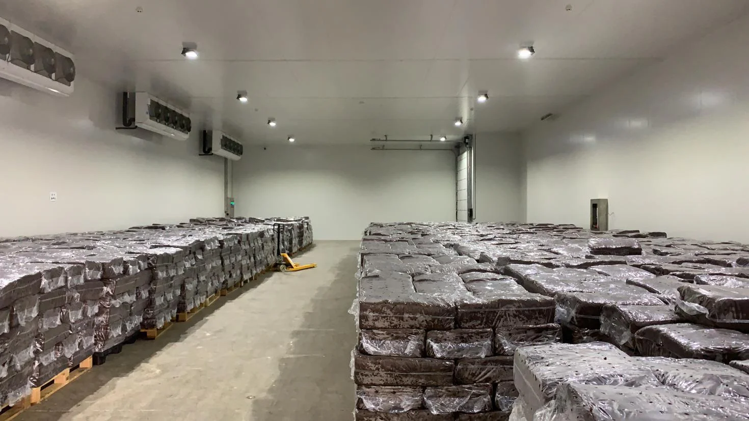 China DETAN white button mushroom spawn with Dutch triple fermentation technique mushroom farm