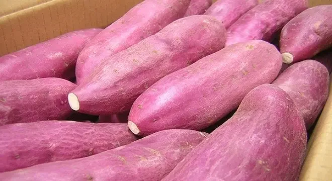 100% Fresh Purple Sweet Potatoes Fresh Style Common Potato With Best Price High Quality