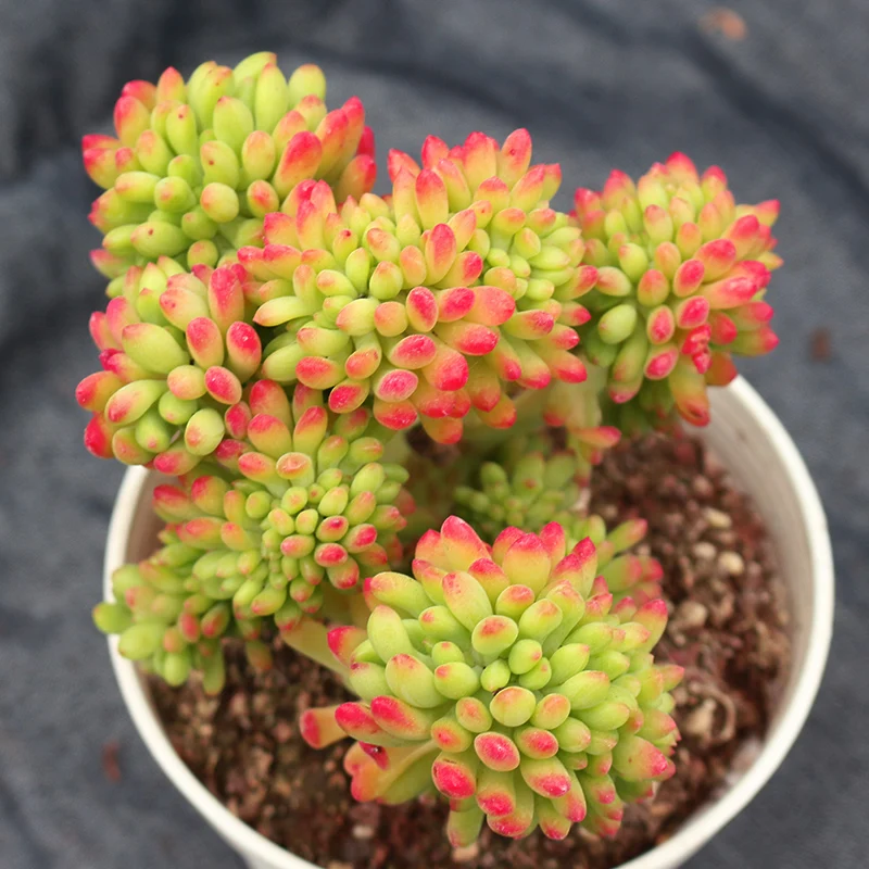 
finger big Live succulent plants natural indoor for desk China plant farm 