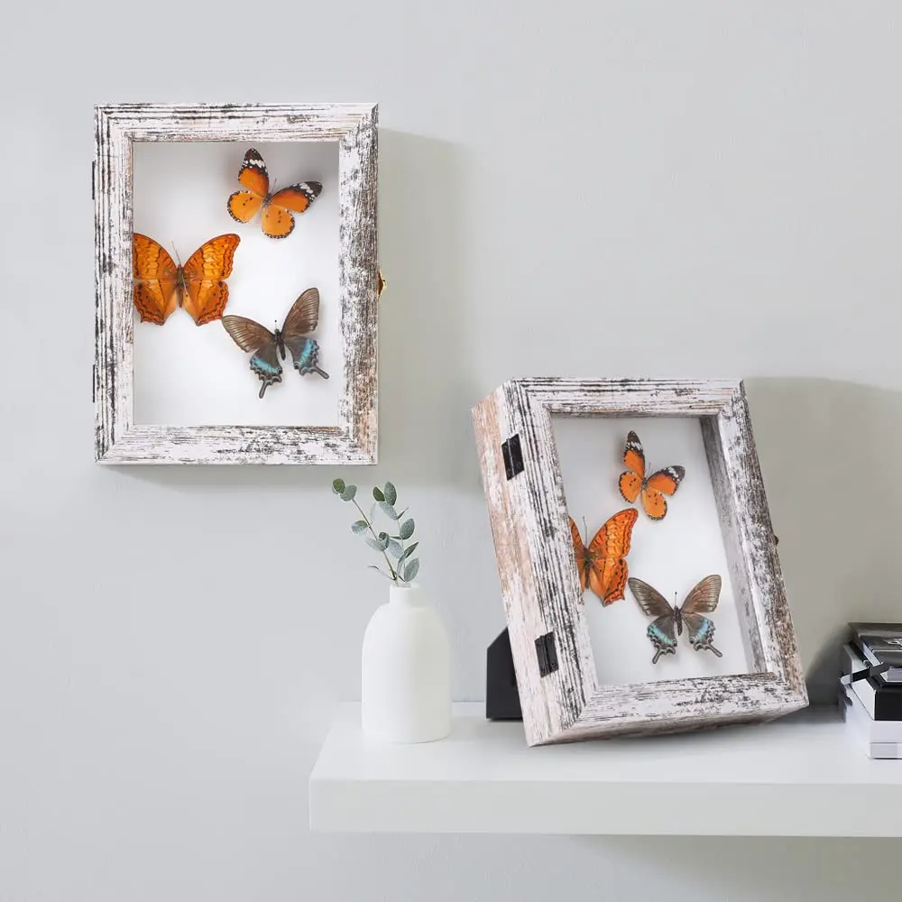 EVA Foam Board Glass Top Acrylic Clear Top Pine Wooden Insect Display Case Bug Small Glass Specimen Entomological Display Boxes