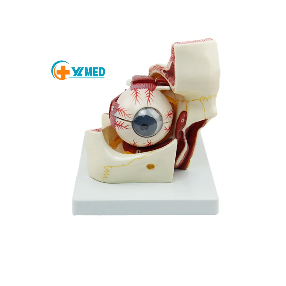 Medical science optical experimental teaching resources for human eyeball orbital structure enlargement model teaching