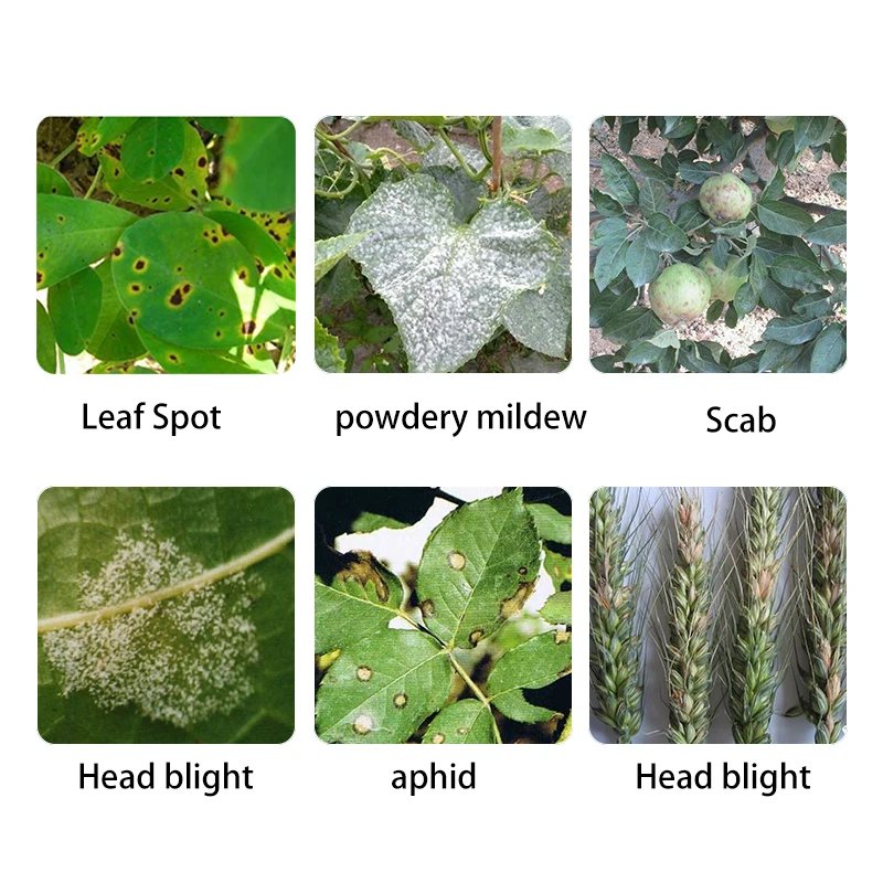 
40% Difenoconazole fungicide powdery mildew leaf spot anthracnose rust black spot pesticide fungicide 