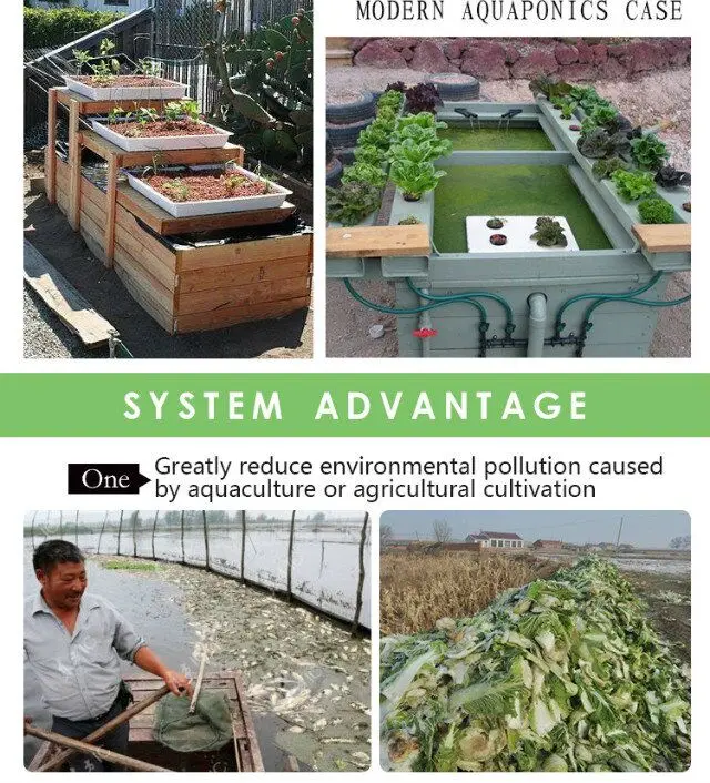 Commercial aquaponics system for fish and plant grow together soilless culture