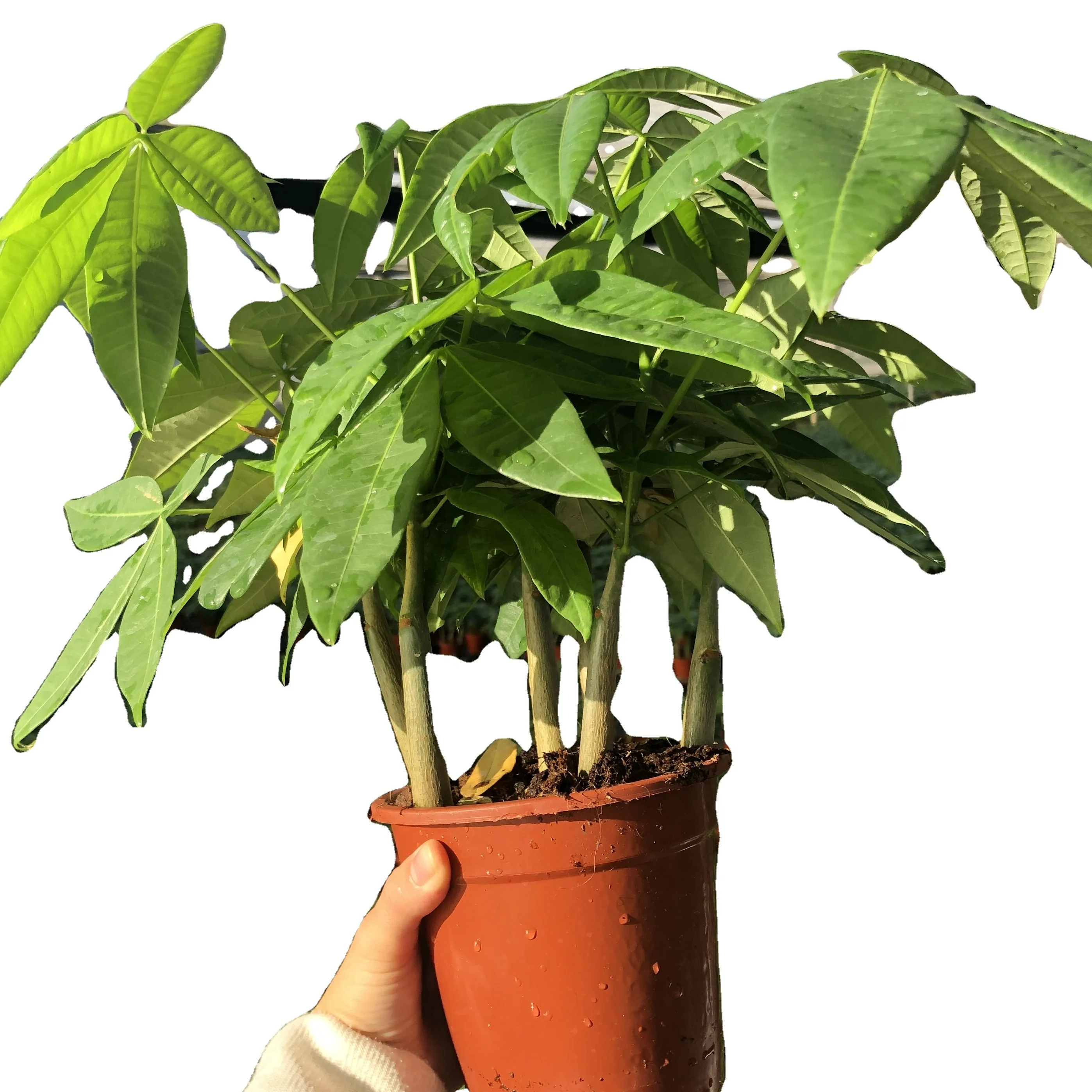 
Factory direct high-quality fortune indoor bonsai fortune tree 