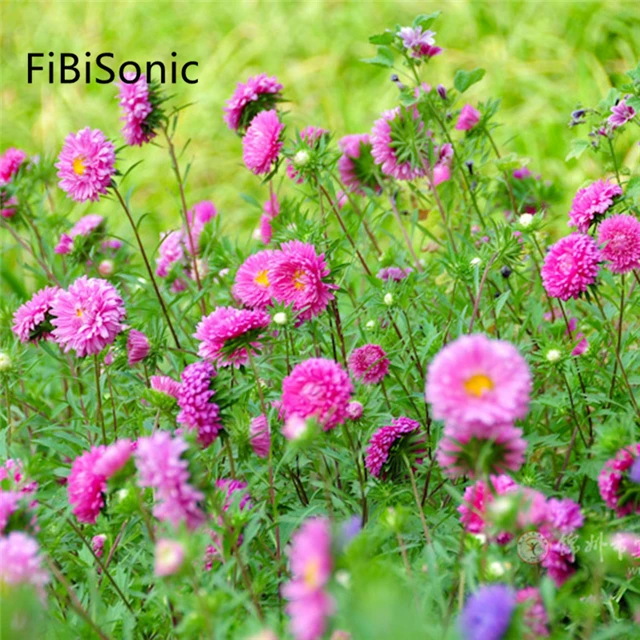 FiBiSonic 200 PCS/BAG China Aster Flowers Seed Chrysanthemum Seeds Easy To Plant Mixed Color Double Flower Seeds