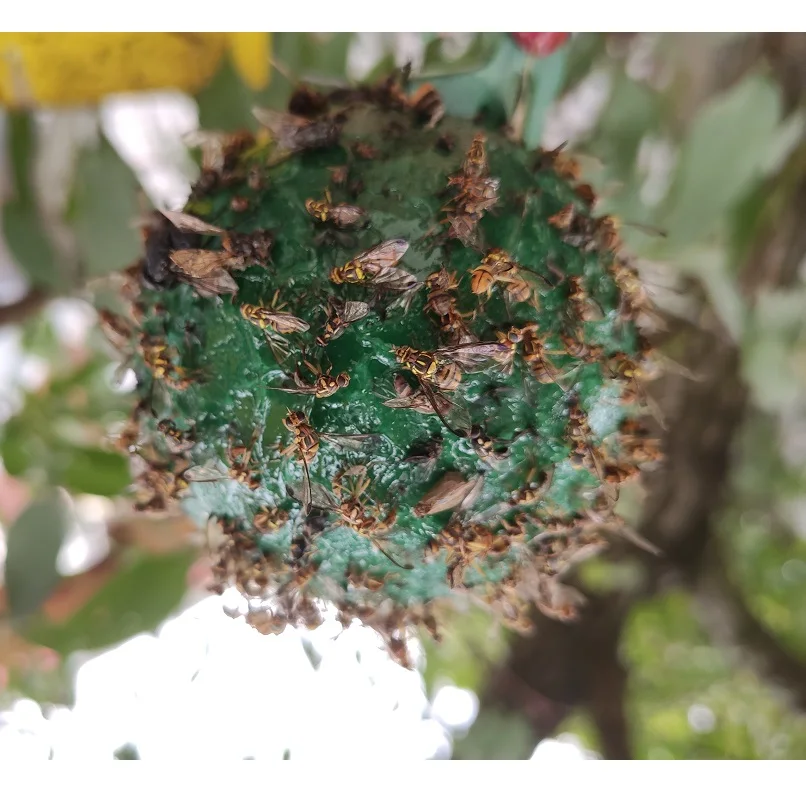 Agricultural Greenhouse Hanging Fruit Fly Moth Traps Glue Insects Killer Pest Control Insect Sticky Balls Trap Gnat Catcher