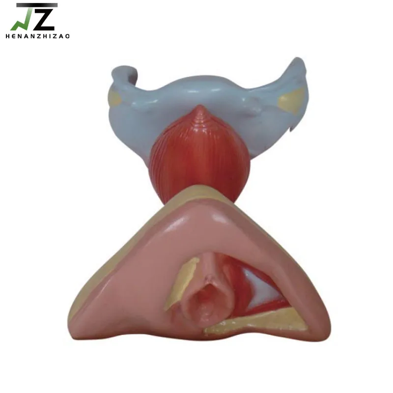Female Internal and External Genital Organs Medical Teaching Model