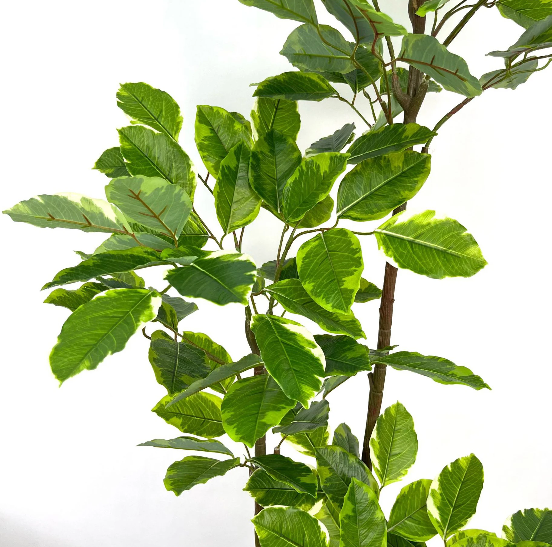 Premium Artificial Plants for Garden Home Ornaments Evergreen Outdoor Ficus Altissima For Sale -149