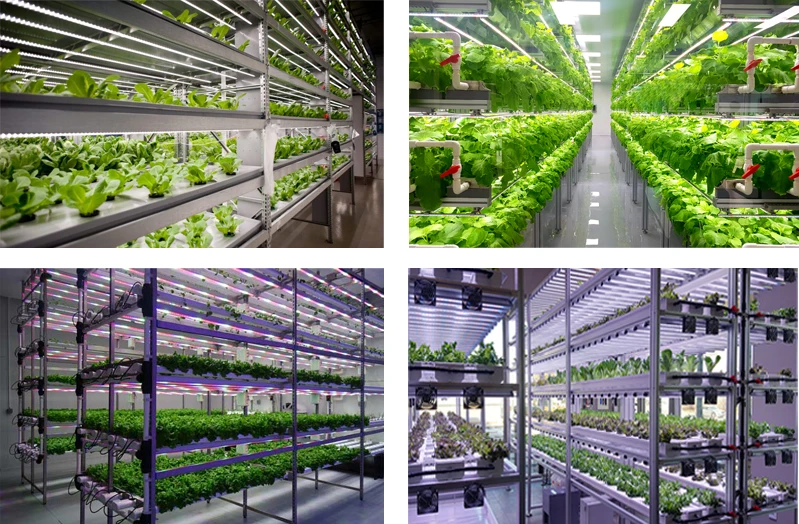 plant farming grow lights.jpg