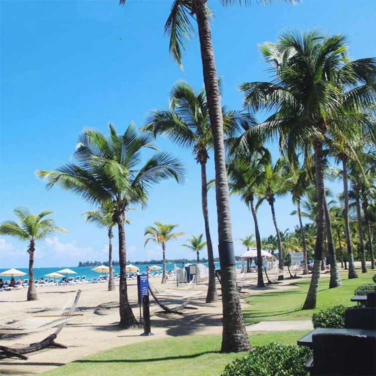 300cm 4m outdoor indoor decorated faux palme evergreen leaves artificial big plant wholesale price artifical coconut palm tree