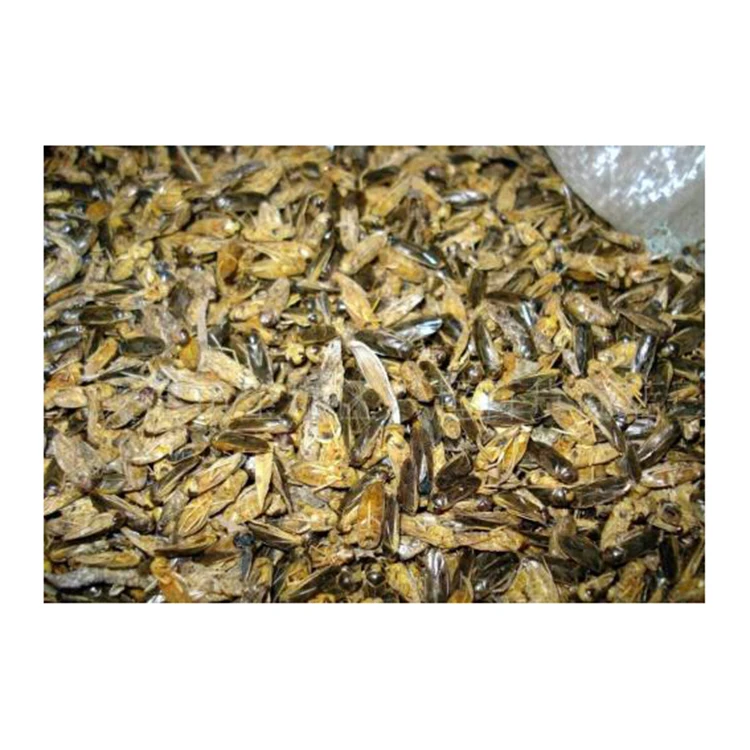 Domesticated waterfly insect insect meal treat for chicken wild birds