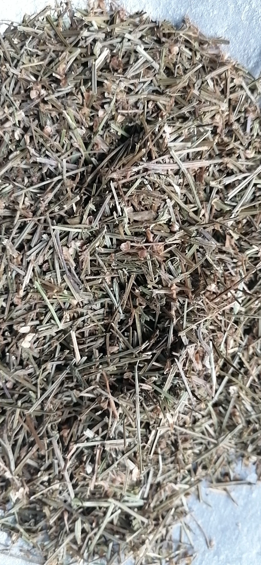 Продажа оптом сушеных натуральных диких порезов Scutellaria barbata Ban zhi lian