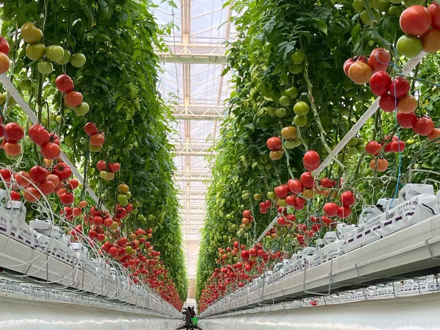 Greenhouse agricultural nft gully hydroponics growing system indoor farming for hydro-farm