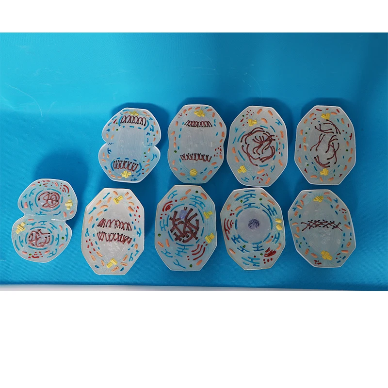 Biological teaching instruments - Animal cell models