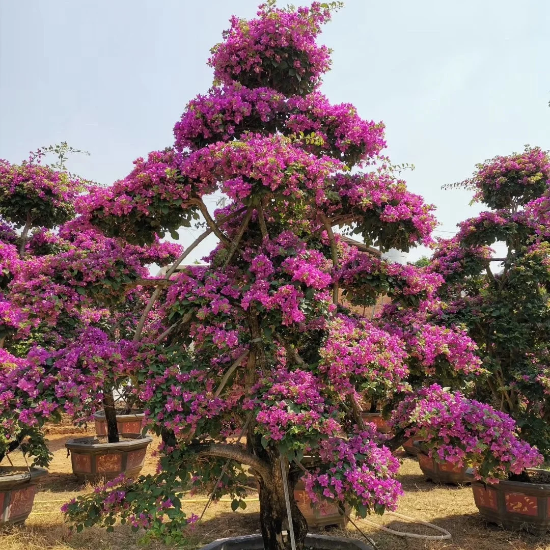  Большой бугенвиллея бонсай хорошей формы