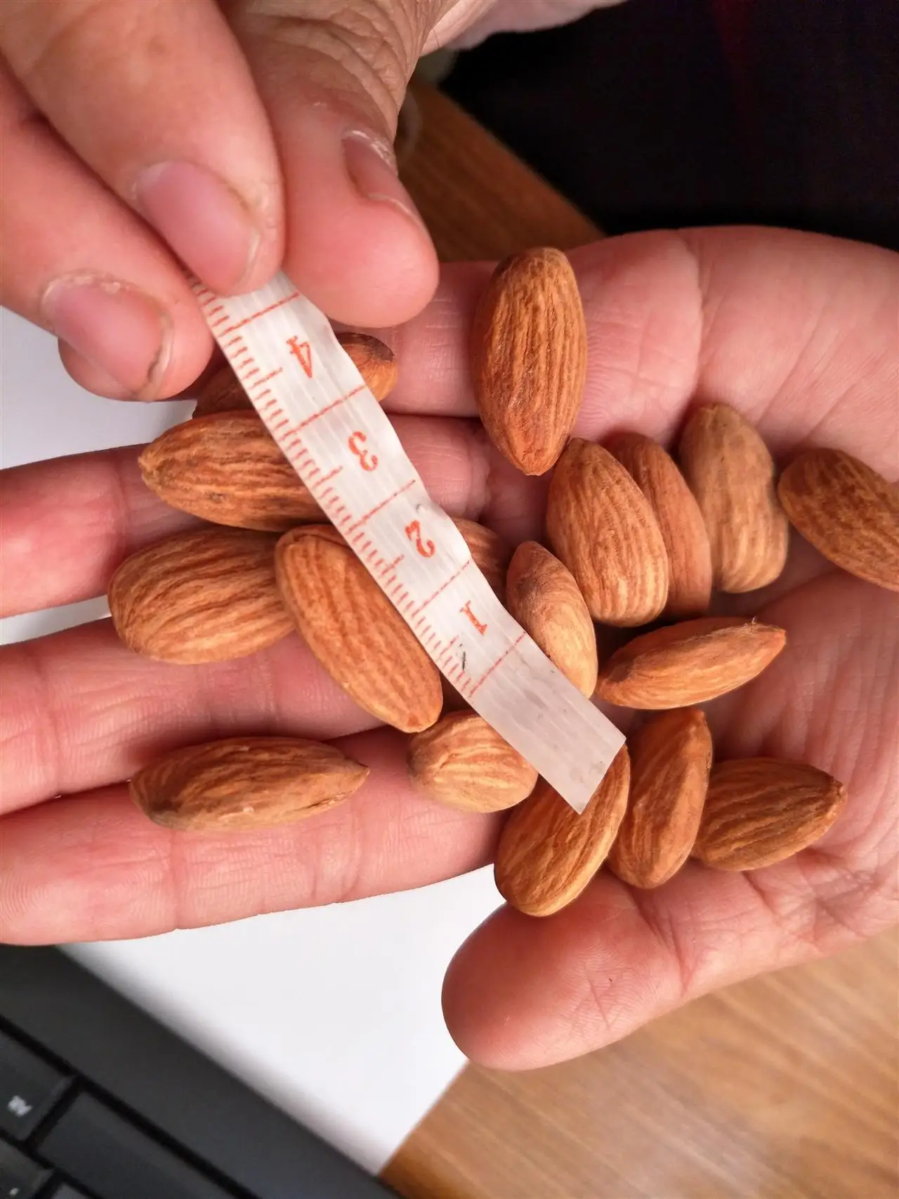 California Almond Kernel Wholesale Price for Sale