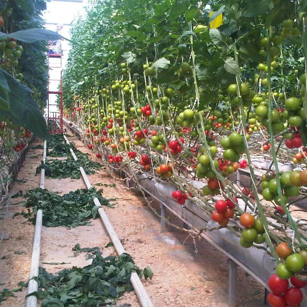 Теплица для сельского хозяйства с гидропонной системой Holland Big Span Venlo