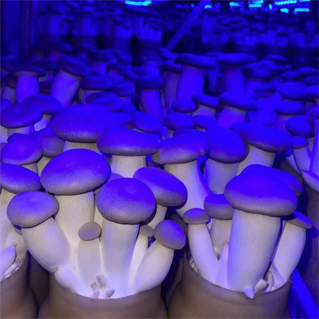 Bottle Growing M size 110g King Oyster Mushrooms