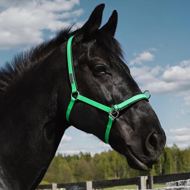 High quality ponies horse riding equipment nylon Horse accessories Halter bridle halter for horse