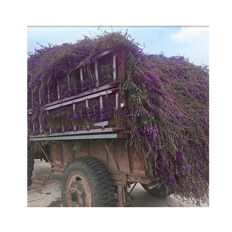 
Special Design Widely Used Bulgraian / Lemon Multifunctional Lavender Water 