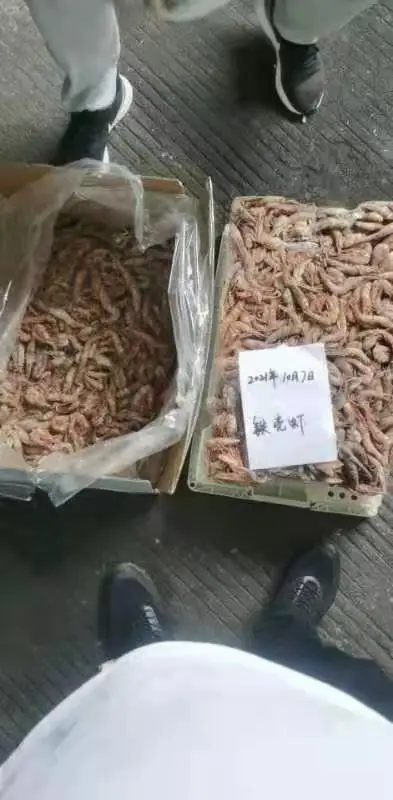 China Origin Brine Shrimps Seafood Vannamei Shrimp Frozen