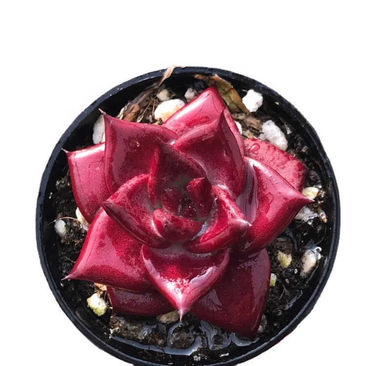 
wholesale beautiful live plants set natural succulents 