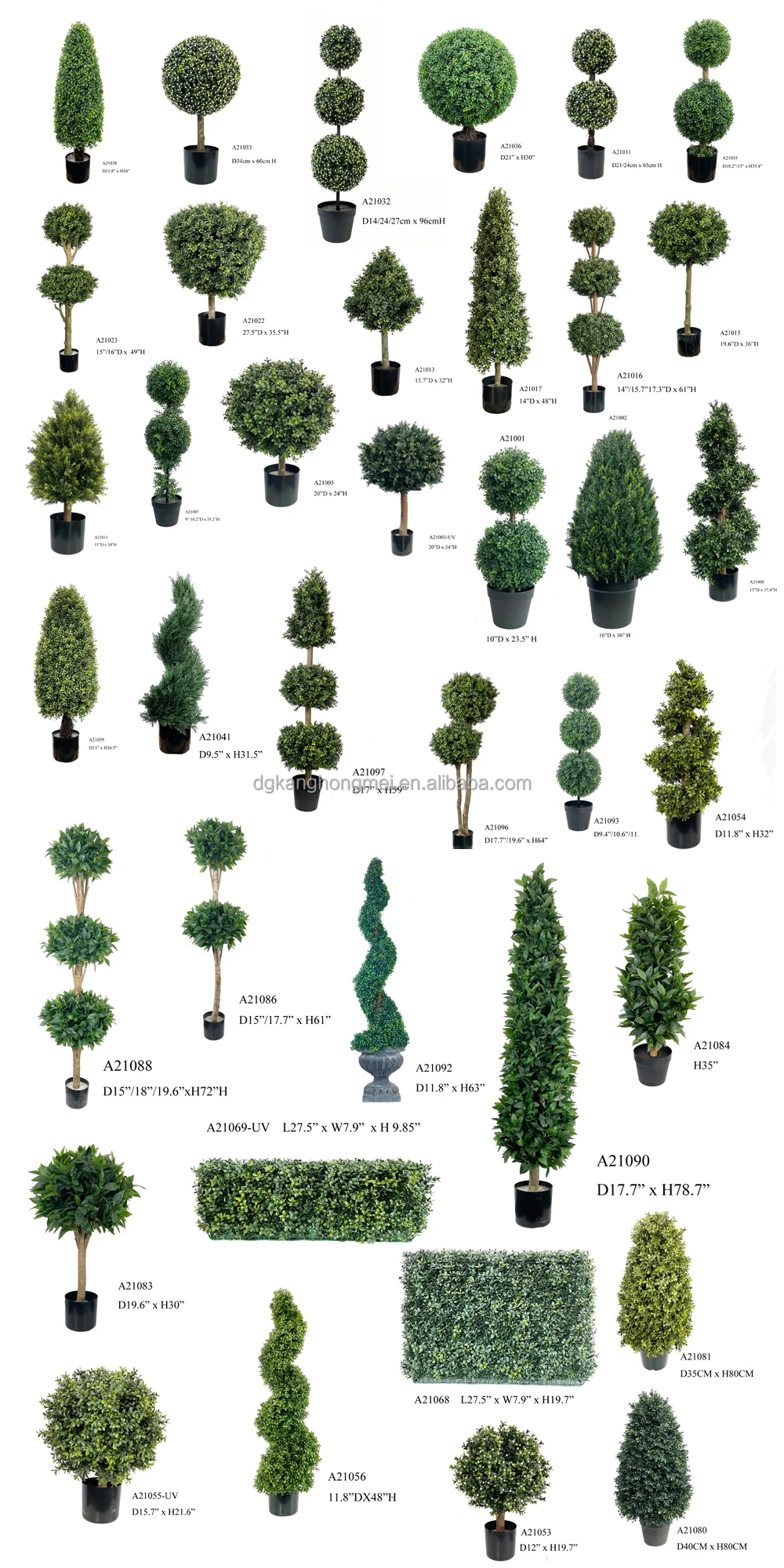 Boxwood 
