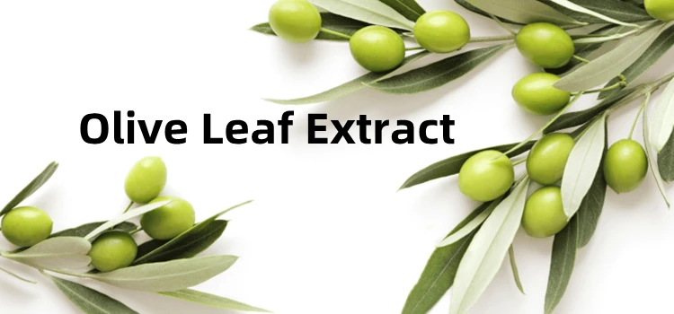Ciyuan Supply high quality 40% Oleuropein olive leaf extract