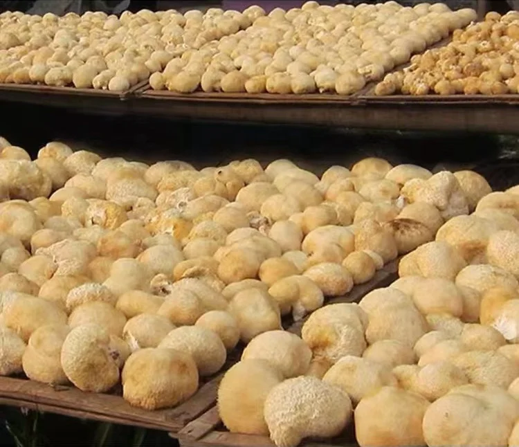 hou tou gu beard mushroom organic monkey head mushroom Hericium Erinaceus dried whole lion mane mushroom