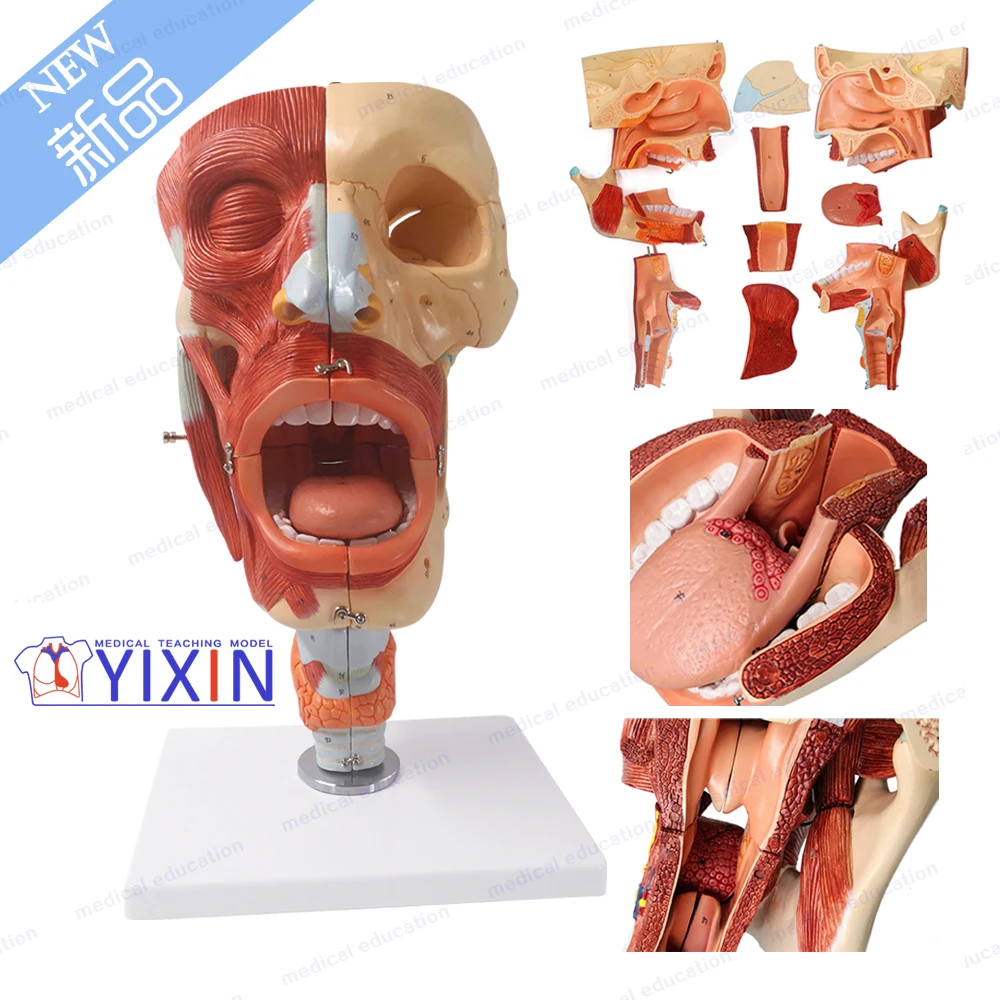 
YIXIN/Nasal, Oral, Pharynx and Larynx Cavities, Human Anatomy Teaching Model 