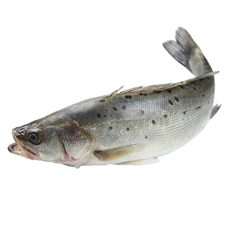 bass fish Japanese Sea Bass Lateolabrax japonicus