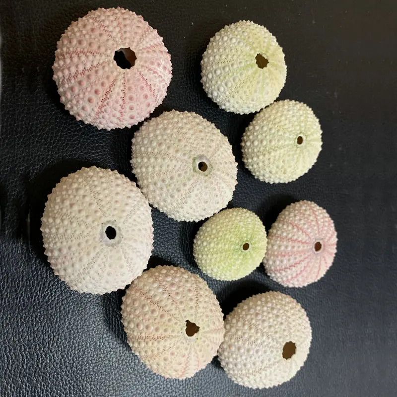 Natural Small Sea Urchin Shell Wedding Decoration Conch Beach Seashells Coastal Home Decoration