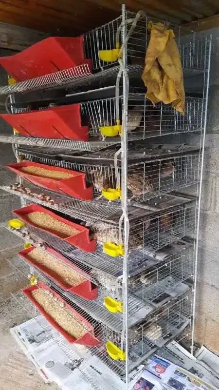 Poultry Shed Galvanized Wire Mesh Cages of Quails